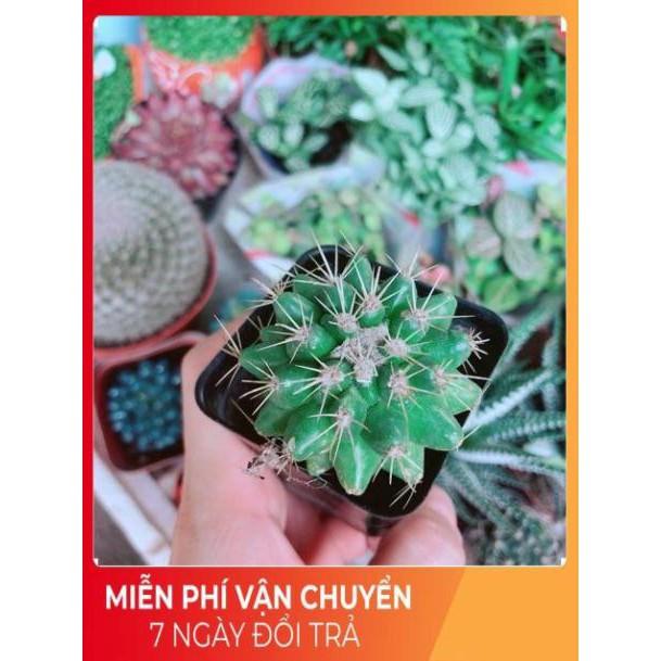 Xương Rồng Kim Hổ