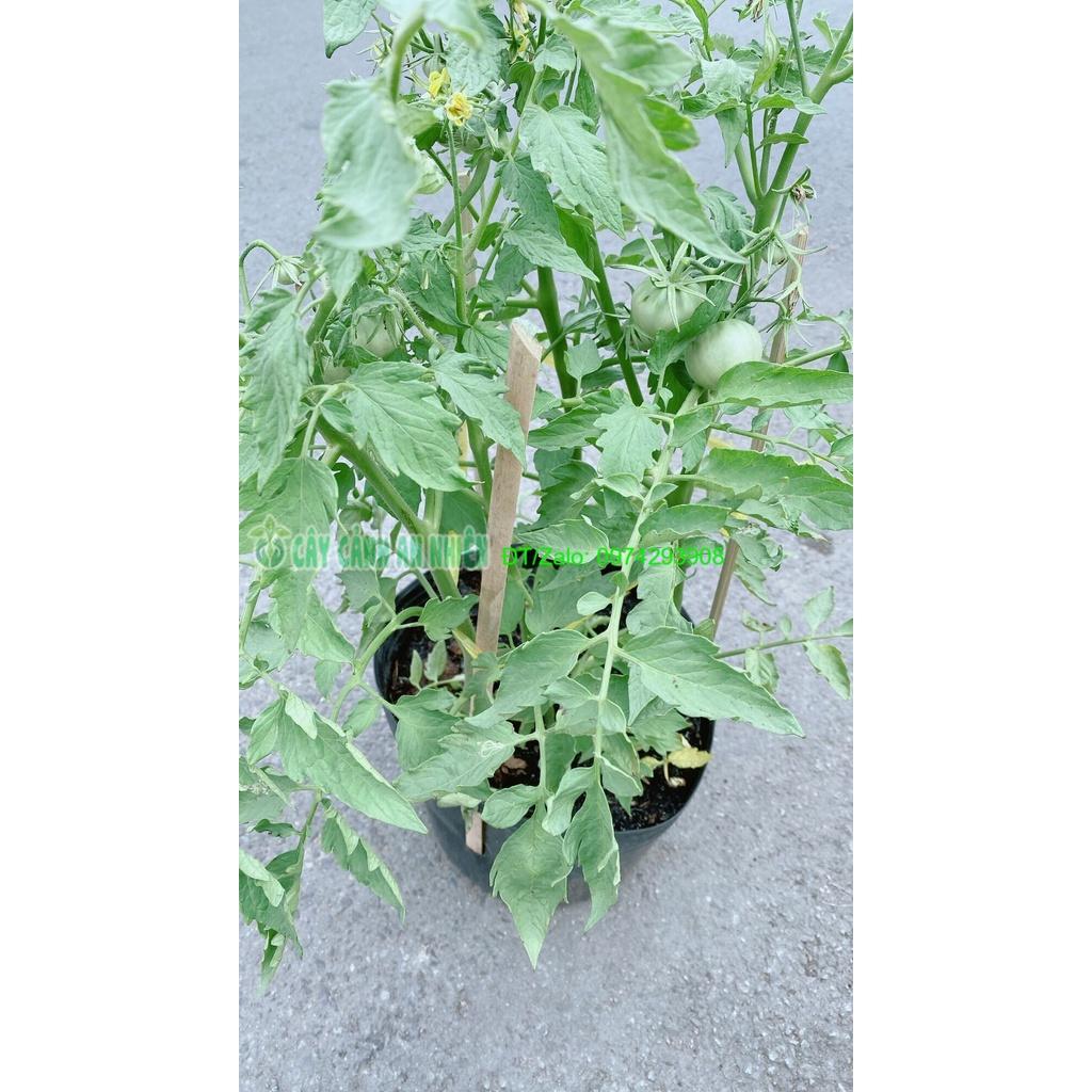 Cây Cà Chua Trái Tròn