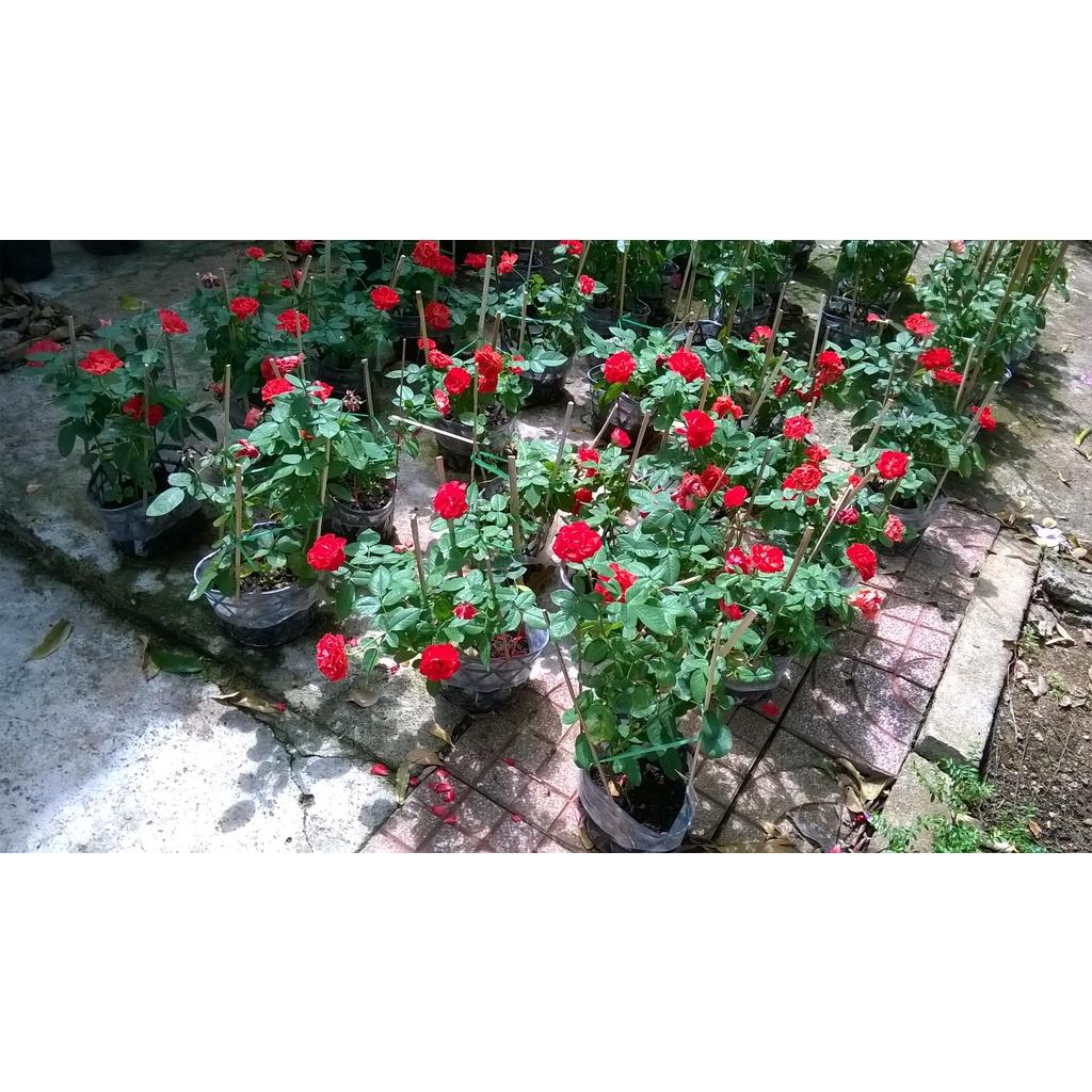 Cây giống Hoa hồng Ngoại.