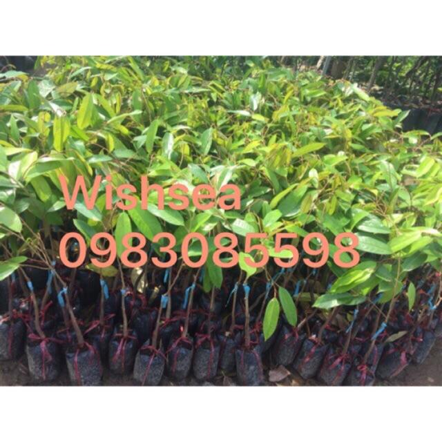 Cây sầu riêng