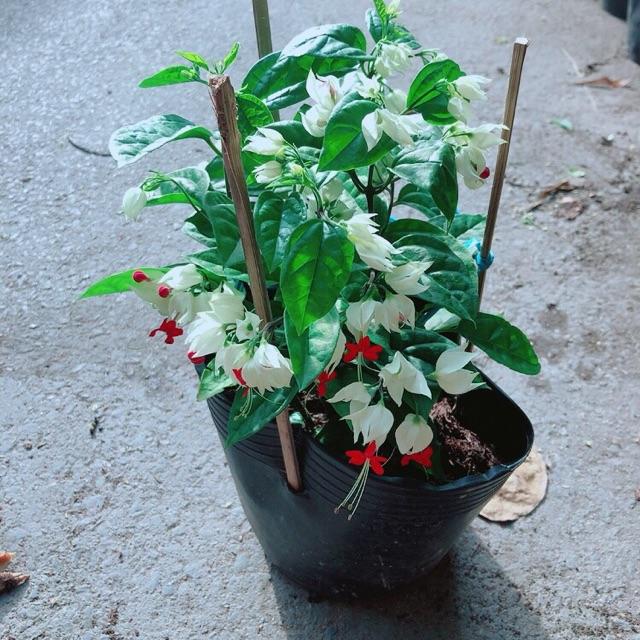 Cây Ngọc Nữ