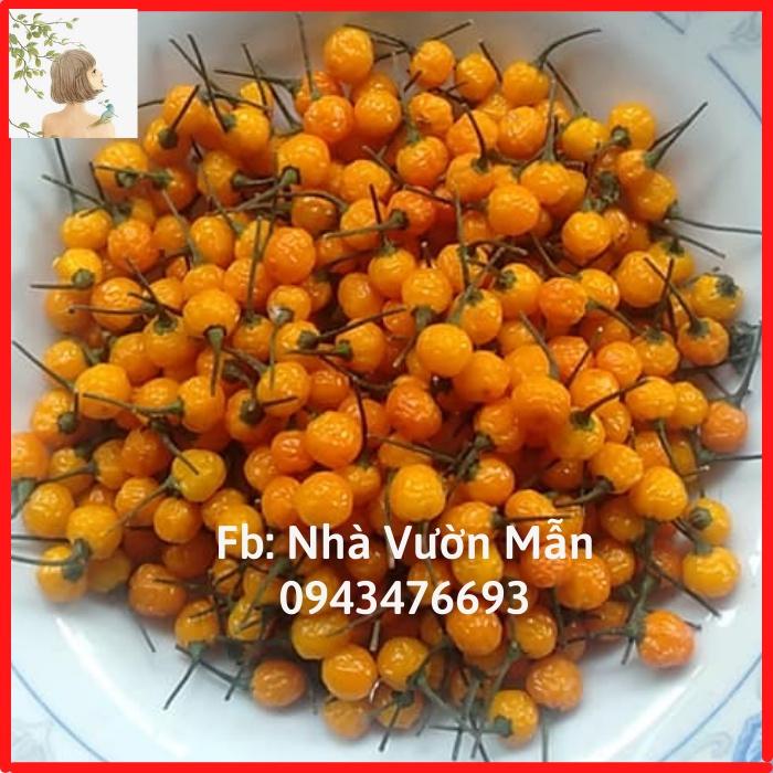 100 Trái (+tặng thêm 10 trái) Ớt Mắc Nhất Thế Giới Aji Charapita 570tr/kg Loại Ớt Ngon Và Đắt Nhất Thế Giới