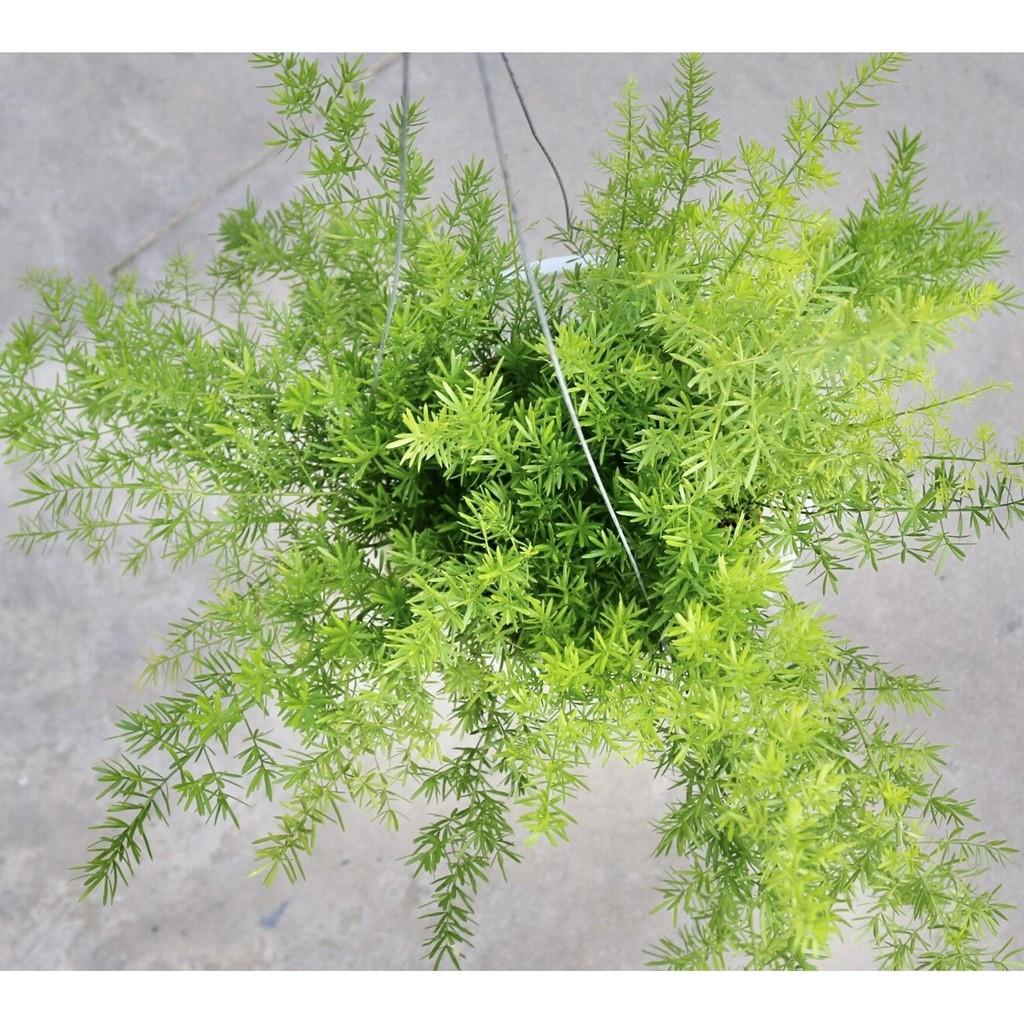 Chậu treo cây Thiên Môn Đông