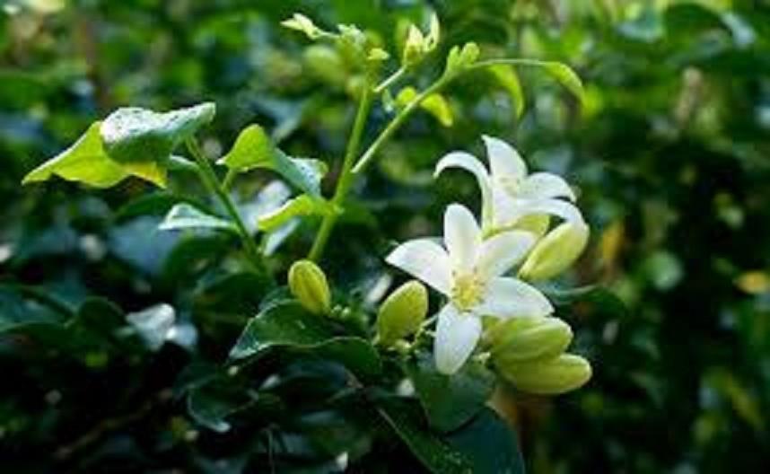 CÂY GIỐNG NGUYỆT QUẾ - CÂY NHỎ