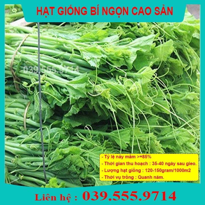 Hạt Giống Bí Siêu Ngọn 100gam ngọn to mập