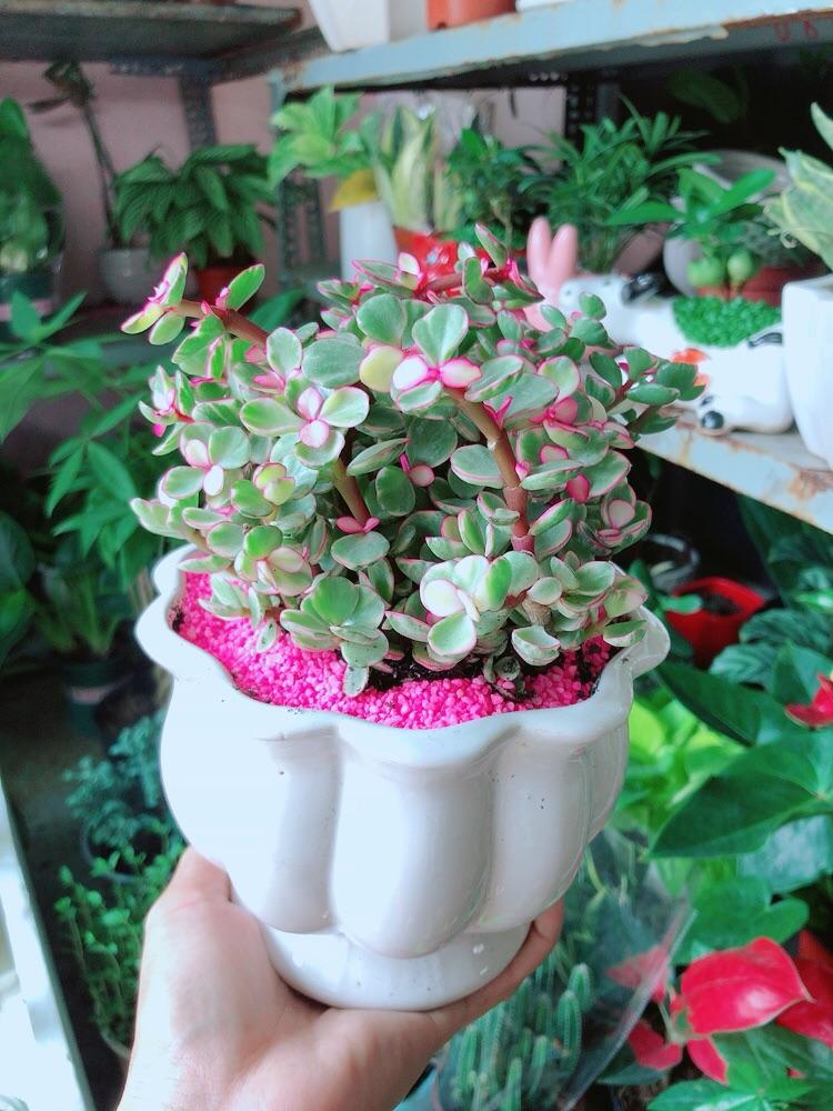 Chậu Cây Cành Vàng Lá Ngọc