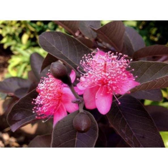 Sản phẩm ỔI TÍM MALAIXIA CHUẨN GIỐNG