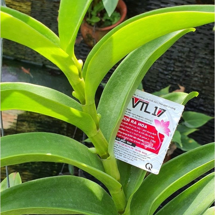 Phân bón vi lượng VTL17 chuyên kích hoa cho Hoa Lan - Hoa Mai - Hoa Hồng và các loại hoa cảnh