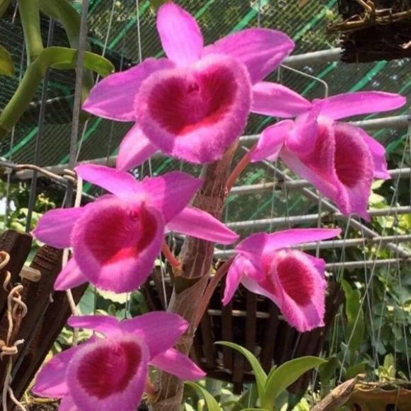 Phi điệp lai hồng ngọc cây giống