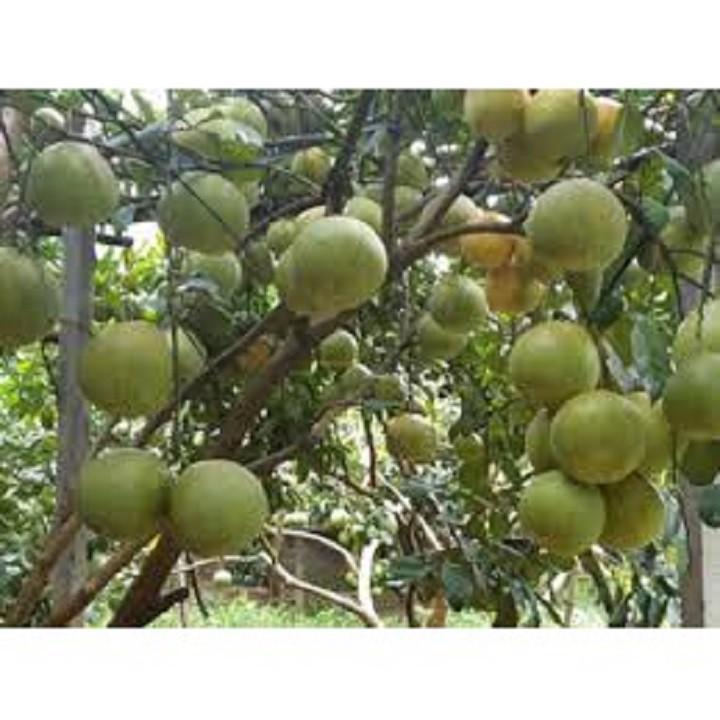 CÂY GIỐNG BƯỞI ĐỎ TÂN LẠC SIÊU NGON SIÊU QUẢ- CAM KÊT GIỐNG CHUẨN F1