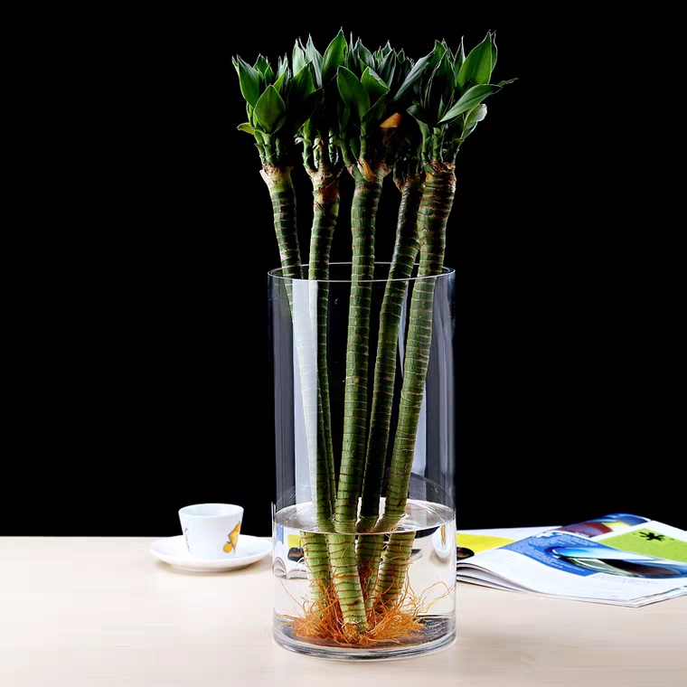 Bình Bông Lọ Hoa Thủy Tinh D10XH20Cm, Bình Hoa Trụ Tròn, Chậu trồng cây thủy sinh