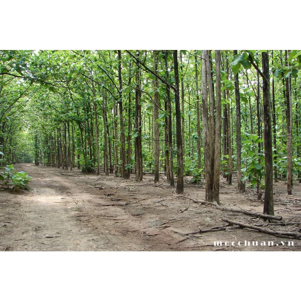 CÂY GIỐNG CÂY GIA TỴ .