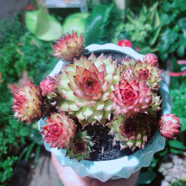 Chậu Sen Đá Phật Bà Đỏ