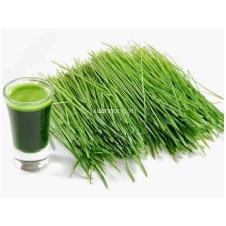 25gr Hạt Giống Mầm Lúa Mạch - Cỏ Lúa Mì - tỷ lệ này mầm cao