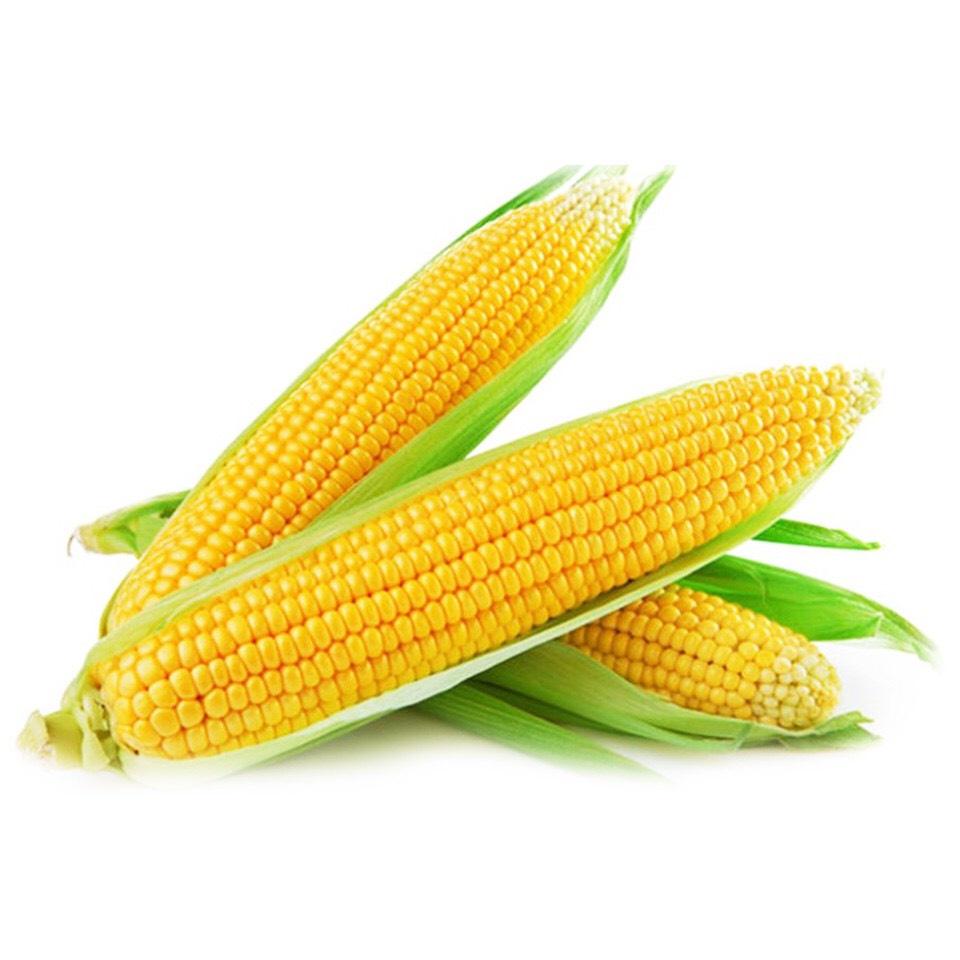 HN Giống bắp ngọt Mỹ