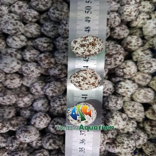 Sứ lọc dạng viên cho bể kính, hồ cá ngoài trời
