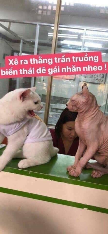 vua bóng chuyền chapter 221 18