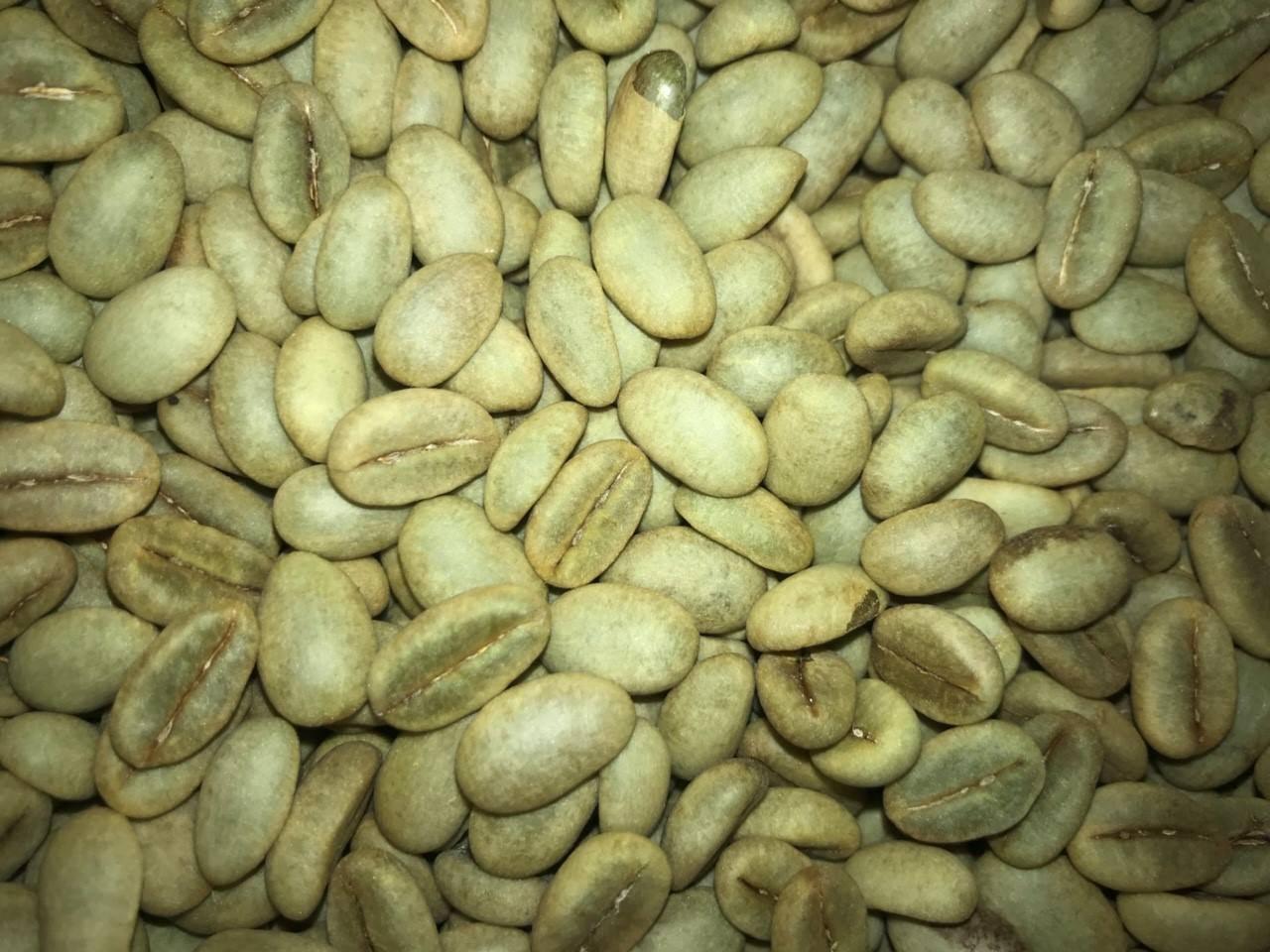 1 KG Hạt giống Cà Phê Vối cao sản TR4