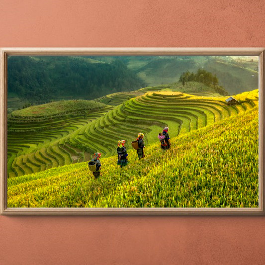 Tranh Treo Tường Phong Cảnh VIỆT NAM, TRANH SAPA- MÙ CANG CHÃI, Tranh canvas thiên nhiên, có khung kèm, treo phòng khách, phòng ăn, PVP-PC01