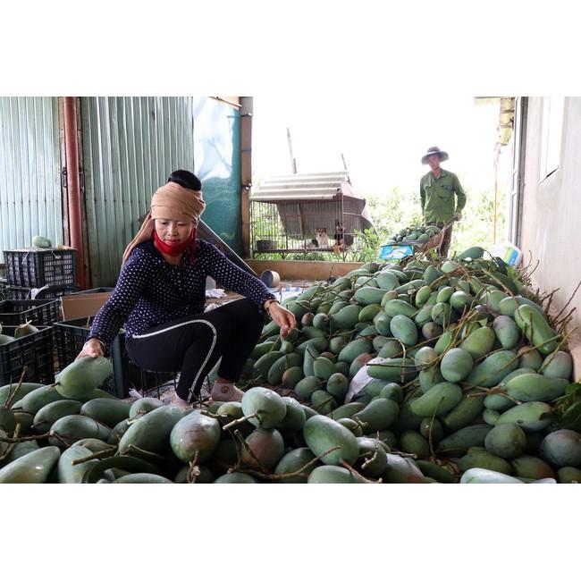 Cây giống Xoài Tượng .