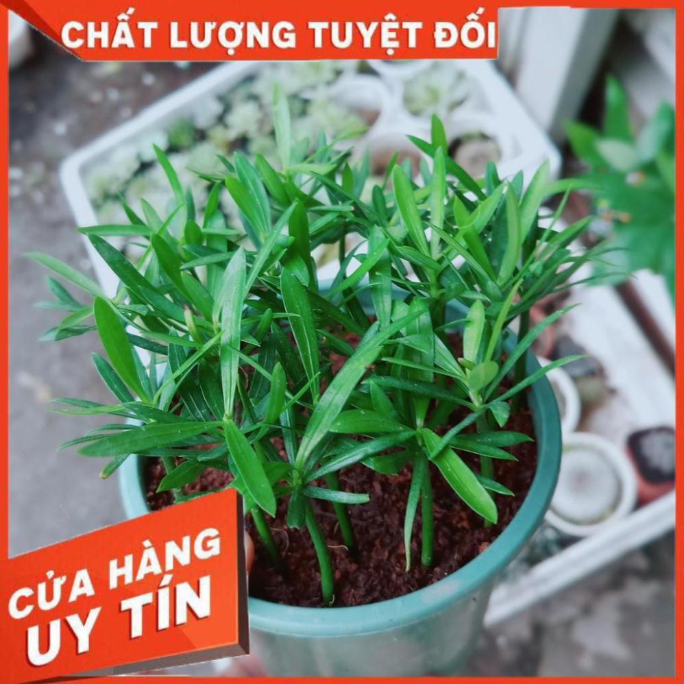 Chậu Tùng vạn niên Nhiều Người Mua