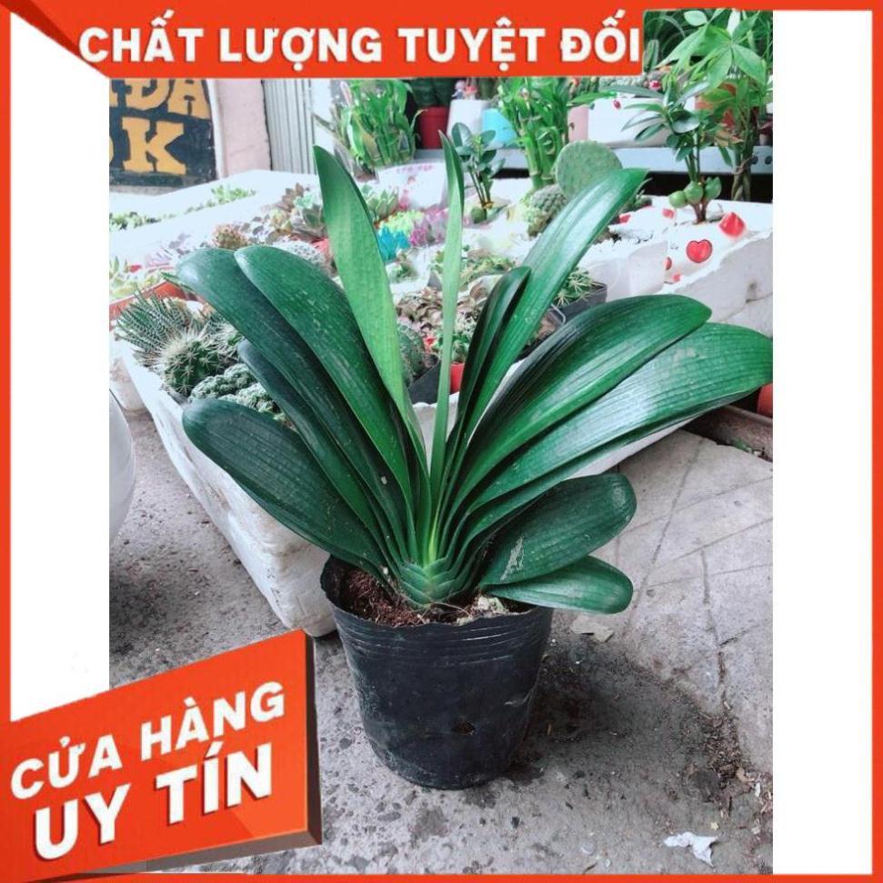 Lan Quân Tử Nhiều Người Mua