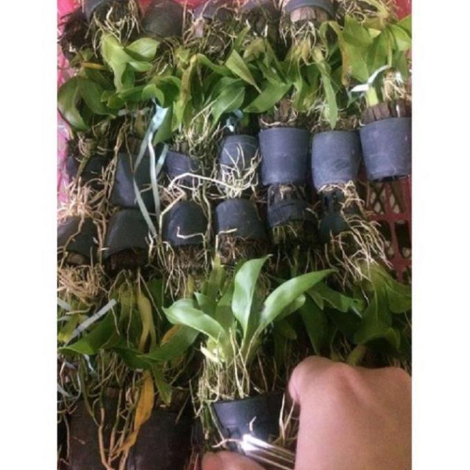 COMBO 5 CÂY GIỐNG VŨ NỮ HOÀNG HẬU, SIÊU ĐẸP
