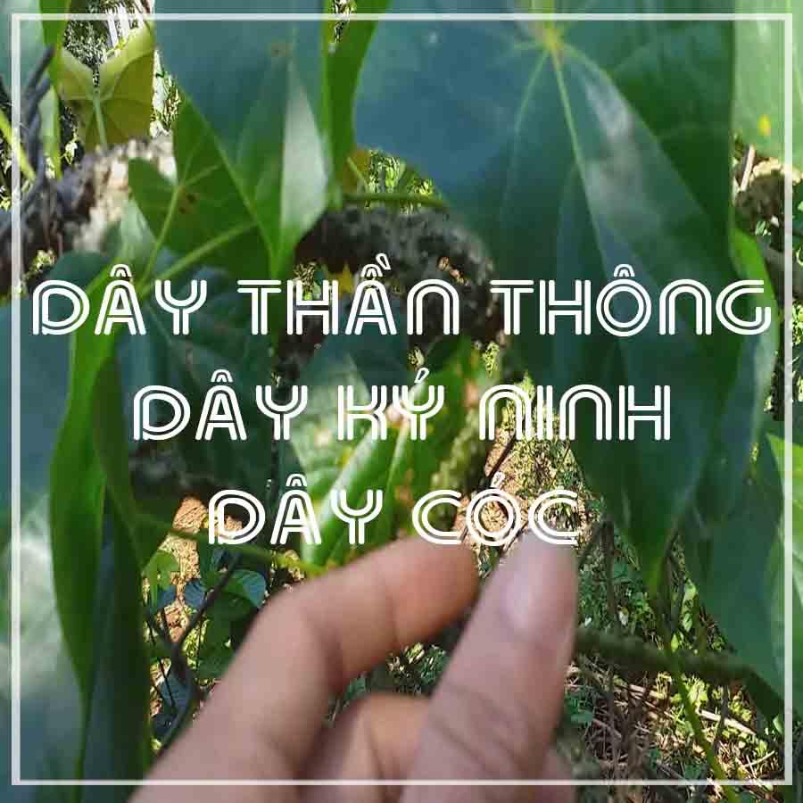 Cây Dây Thần Thông (Dây Cóc, Ký Ninh) khô 1kg