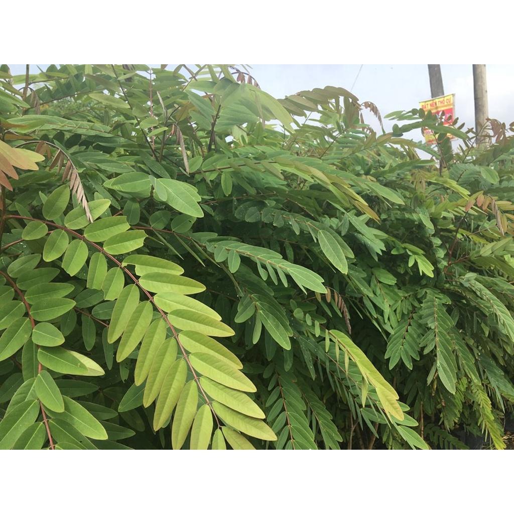 CÂY GIỐNG CÂY MUỒNG ĐEN