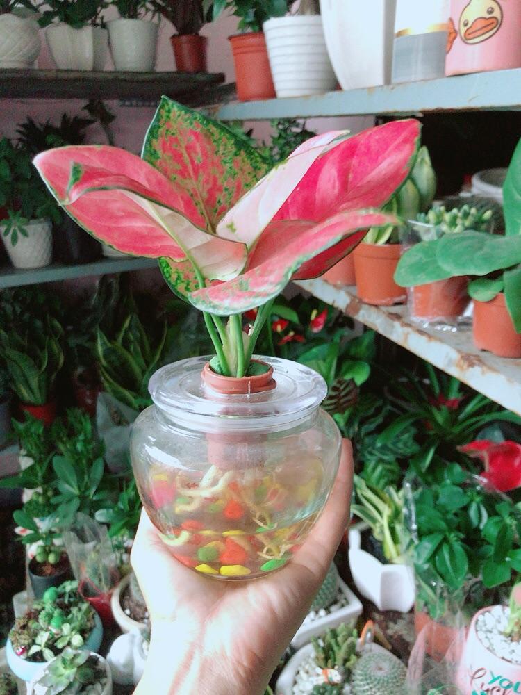 Chậu Cây Vạn Lộc Thuỷ Sinh