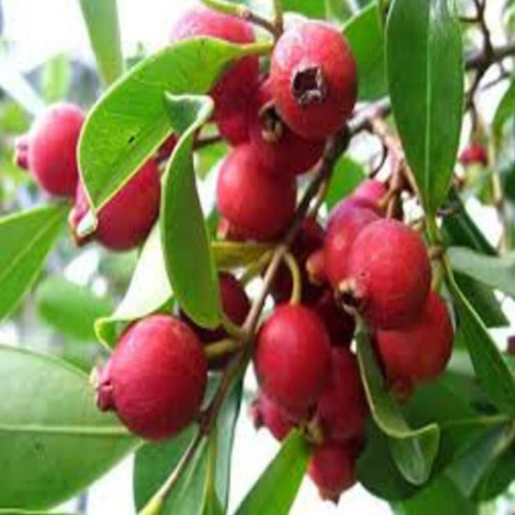Bán cây giống ổi tím giống ổi mới lạ mắt