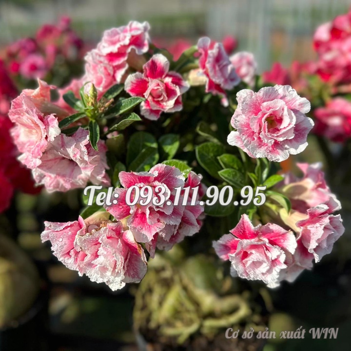 Bịch 10 hạt giống hoa sứ hồng tiên – Mã số 1327