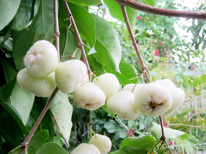 Cây Mận Trắng Sữa - Giống cây trồng cây ăn trái