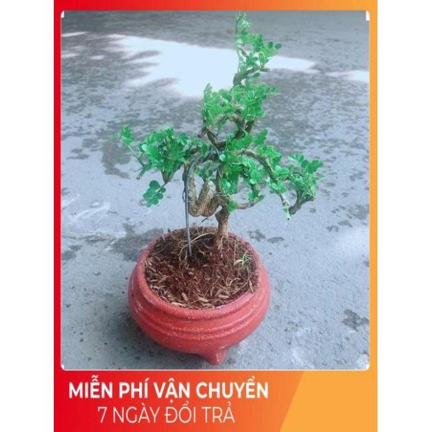 Chậu Cây Cần Thăng