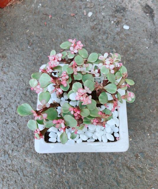 Chậu Đô La Hồng