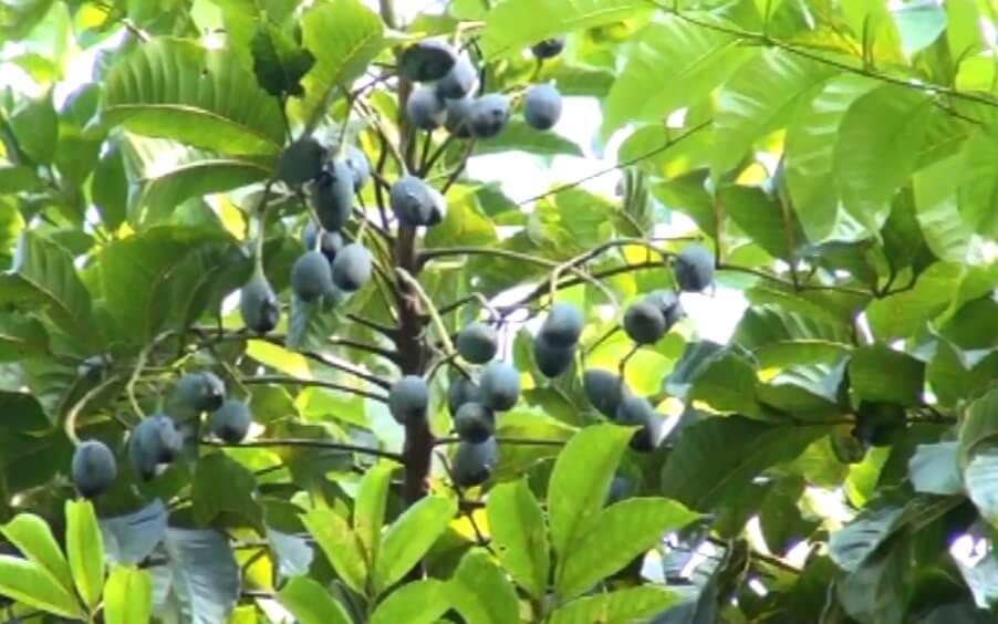 Cây trám đen, cây trám đen ghép, cây cao gần 1m năng suất cao