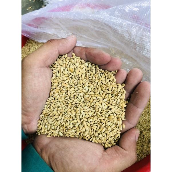 Lúa tiêu ruột đỏ, thức ăn yêu thích chim cu gáy 1kg