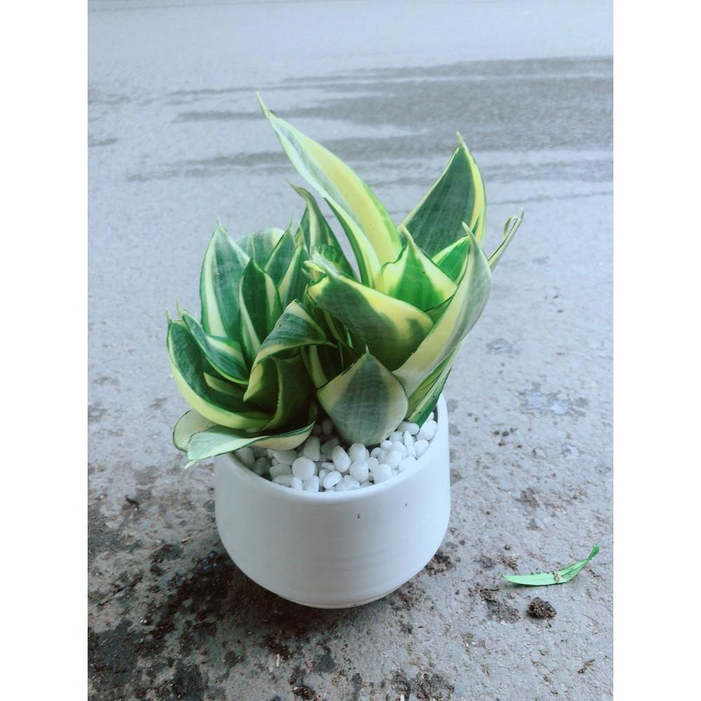 Chậu Lưỡi Hổ Thái Vàng