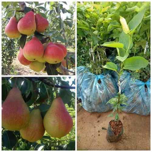 Cây giống lê đỏ nam phi