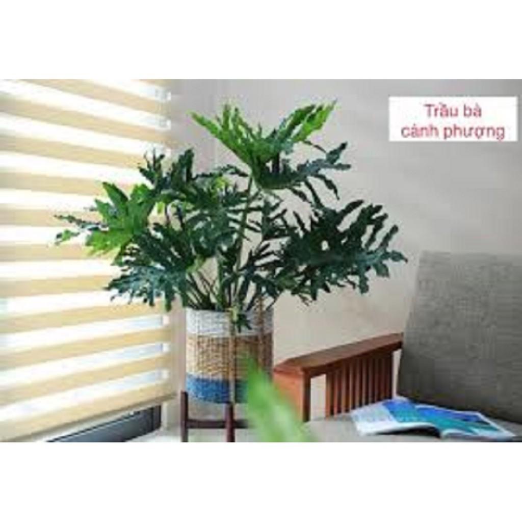 CHẬU CÂY TRẦU BÀ CÁNH PHƯỢNG,LOÀI CÂY SANG TRỌNG, QUÝ PHÁI, VƯỢNG TÀI LỘC CHO GIA CHỦ + Tặng 01 cây dâu da đất