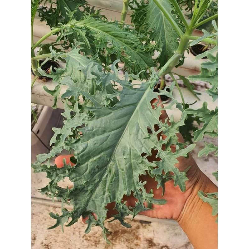 Hạt giống cải kale rong biển mỹ f1