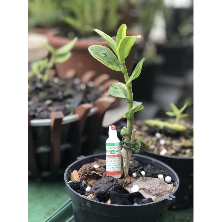 HB 101 Nhật Bản , Thúc Đẩy Ra Rễ, Hồi Phục Cây Suy Yếu, Chuyên Dùng Cho Cây Bonsai , Cây Cảnh, Hoa