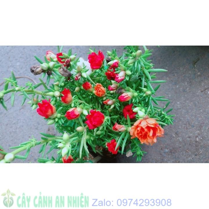 Bụi Hoa Mười Giờ