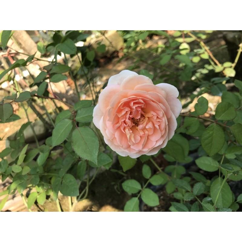 cây hoa hồng Abraham Darby rose