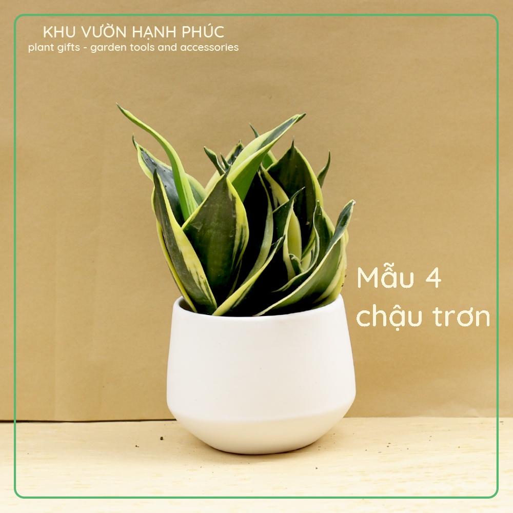 Cây Lưỡi Hổ, để bàn văn phòng, quà tặng, trang trí, dễ trồng