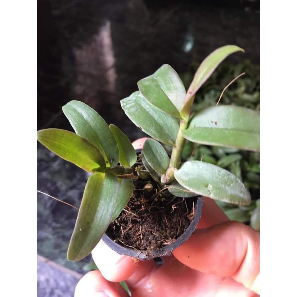 Dã hac châu như cây giống