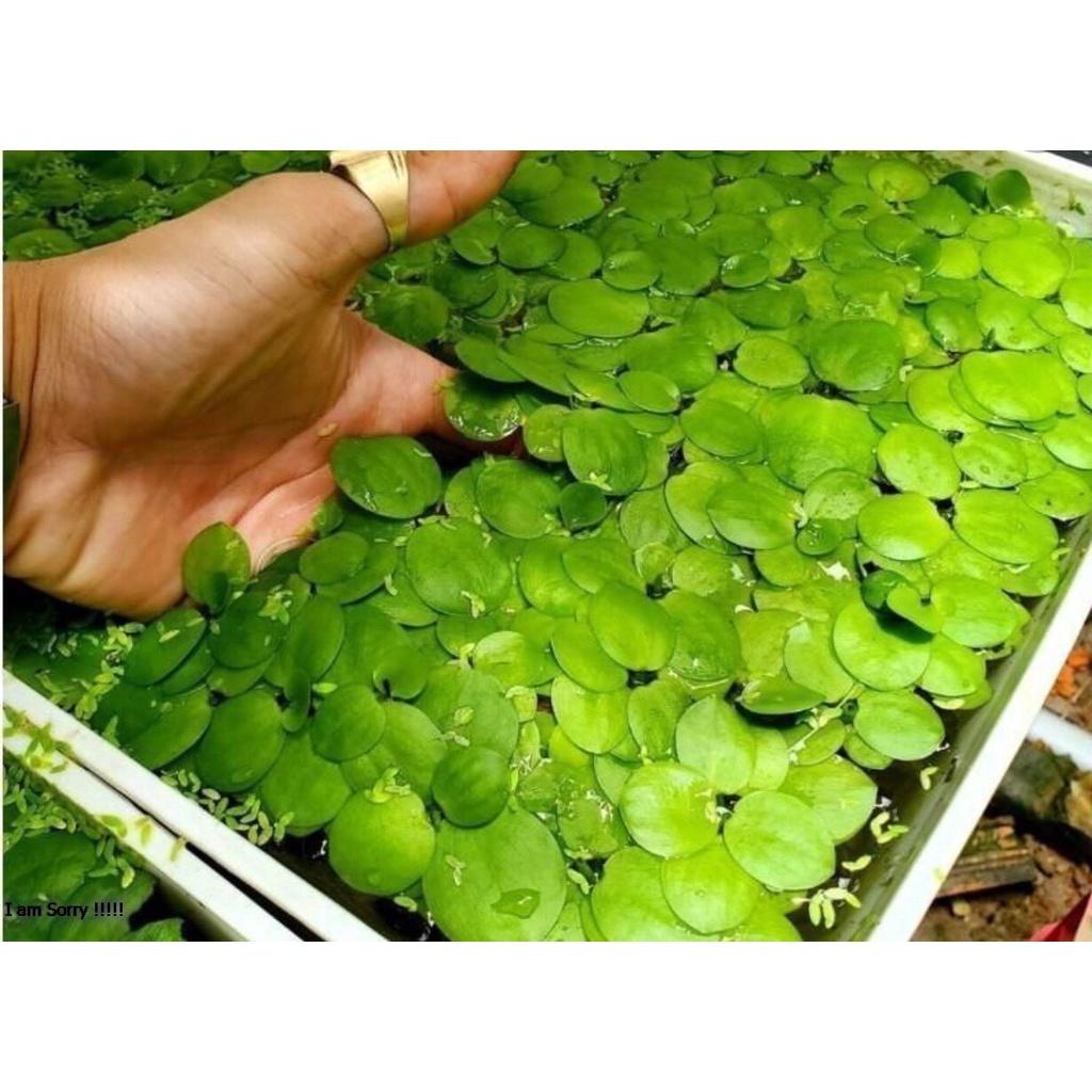 Bèo Nhật dễ trồng 45 cây Bèo thủy sinh - Cây Thủy Sinh - Phụ kiện thủy sinh