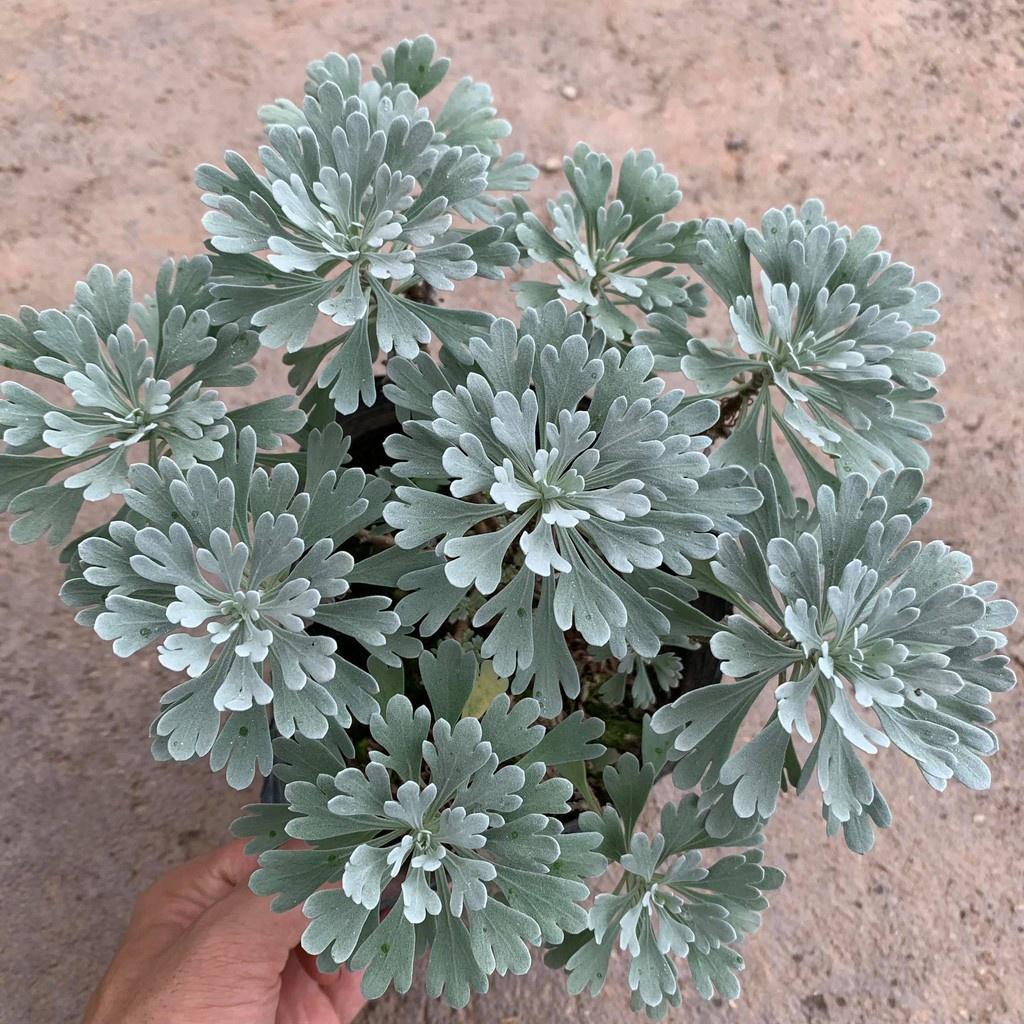 Cây Hoa Cúc Mốc Bán Kính 20 cm, Lá Ánh Bạc Đôc Đáo Cuốn Hút Mọi Ánh Nhìn