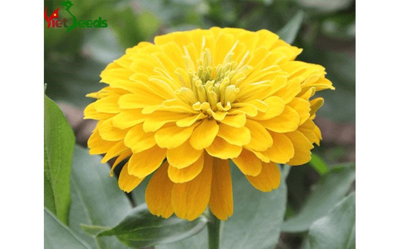 Hạt Giống Hoa Cúc Lá Nhám Vàng Chanh Gói 1gram Sen Vàng