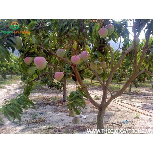 Cây giống xoài úc